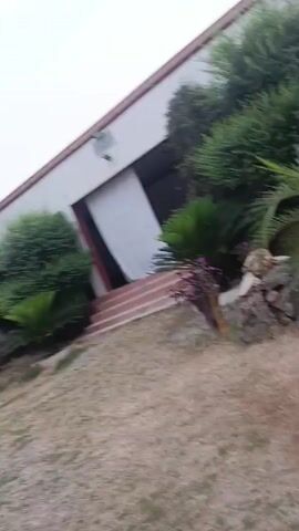 The video shows a backyard setting on an overcast day. A single-story white building with a red trim is visible in the background, partially obscured by a variety of bushes and trees.  A large pine tree stands prominently in the center of the frame. In the foreground, there's a traditional woven bed, a charpai, with a red and white patterned pillow and blanket on it. A white plastic chair sits nearby. The ground is covered with short grass. The scene appears tranquil and still.