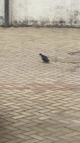The video shows a pigeon foraging for food on a paved surface. The pavement consists of interlocking bricks in alternating tan and reddish-brown colors. A section of a car, including the tire and side mirror, is visible on the left side of the frame. In the background, there's a white wall with a textured surface, and a vertical gray pole is positioned next to it. The pigeon pecks at the ground and then walks away from the camera.