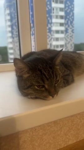 A tabby cat lies on a windowsill. The cat's head is resting on its paws, and its eyes are half-closed. The cat is looking down. In the background, there is a window with a view of a building. The building is tall and has a blue and white pattern. The sky is cloudy.