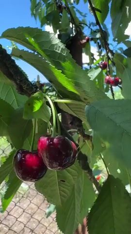 A close-up shot of ripe cherries hanging from a tree branch. The cherries are a deep red color and appear plump and juicy. They are clustered together, with one cluster of two cherries in the foreground and another cluster of several cherries visible in the background. Green leaves surround the cherries, some of which are catching the sunlight. The sky is visible in the background, with a few white clouds. A wire fence can be seen in the lower left corner of the frame, suggesting the cherries are growing in an outdoor environment, possibly an orchard or a backyard. The video is shot from a slightly low angle, looking up at the cherries. The lighting suggests it is daytime, with bright sunlight.