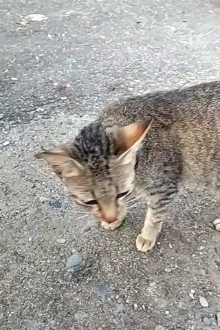 A brown tabby cat is standing on an asphalt ground with small pebbles embedded in it. The cat looks down, then sits. Another cat is visible in the background.