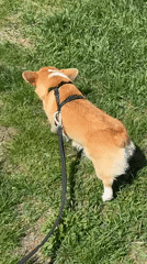 Corgi spotted enjoying sunny day in Krasnoyarsk park