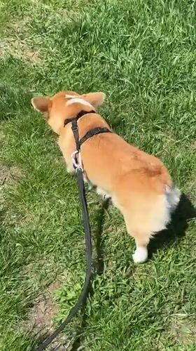 Corgi spotted enjoying sunny day in Krasnoyarsk park