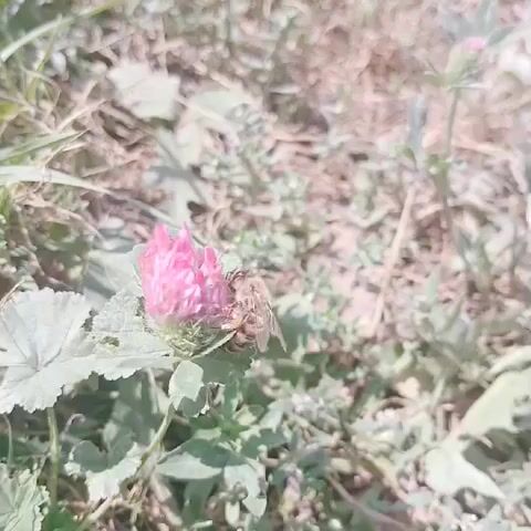 A bee is on a pink clover flower. The bee is collecting nectar or pollen from the flower. The flower is in full bloom and is surrounded by green leaves and grass. The background is blurred, suggesting a shallow depth of field. The lighting is bright and natural, indicating it is daytime.