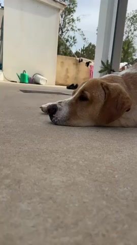 A close-up shot of a dog lying on a concrete surface with its head resting on the ground. The dog appears to be sleeping or resting, with its eyes closed. The background shows a white building, a green watering can, a white bucket, and some laundry hanging on a line. The overall environment seems to be an outdoor space, possibly a yard or patio. The lighting suggests it is daytime.