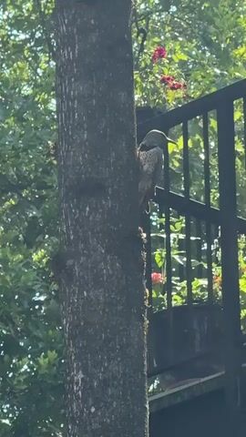 A bird with spotted plumage and a reddish patch under its tail is perched on the trunk of a tree. The bird's head is tilted upwards and to the right. Behind the tree, a dark metal railing is visible, with green foliage and some pink flowers in the background. The lighting suggests it is daytime.
