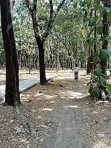 A drone flies over a wooded area. The drone first passes over a paved walkway with trees on both sides. A person on a bicycle rides away from the drone on the walkway. The drone then moves to the right, over a dirt path with trees and fallen leaves on the ground. The drone continues to move over the wooded area until it is no longer visible.