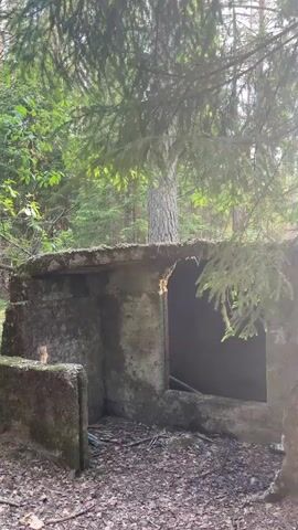 The video displays an overgrown, dilapidated concrete structure situated within a forest. The structure, likely a ruin or foundation, is made of dark, moss-covered concrete blocks, with a flat top that is also partially broken. A large, dark, rectangular opening, possibly a doorway or window, is visible in the center of the structure. The ground around and inside the structure is covered with dried leaves, pine needles, and some debris, including what appears to be discarded plastic bottles.

Tall trees, predominantly conifers like spruce or pine, with some deciduous trees, surround the structure, casting shadows and dappled sunlight. The overall lighting suggests it is daytime, with clear weather. The scene conveys a sense of abandonment and decay in a natural, forested setting. No people or visible text are present in the video.
