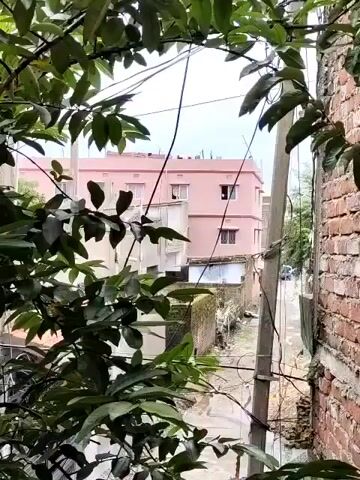 This is a medium shot video of an outdoor scene. The foreground is filled with the leaves of a tree, obscuring the view. Through the leaves, a pink building with multiple windows can be seen in the midground. To the right of the pink building, there is a narrow pathway or street, and to the far right, a brick wall is visible. A utility pole stands near the pathway. The sky is overcast. The video appears to be static.