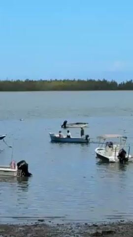 The video shows a view of a river or bay on a bright, sunny day.  A cluster of small motorboats is visible in the water near the shore. Some of the boats are occupied by people. The shoreline is muddy in the foreground. Across the water, there is a line of trees, possibly a forest or a thicket. The sky is clear and blue.