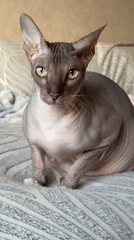 Sphynx Cat Observed Resting on Patterned Bedding