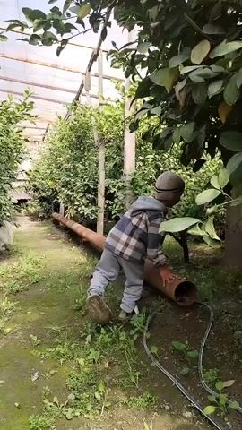 A young boy in a plaid jacket, grey sweatpants, shoes, and a beanie is standing on the grassy floor of a greenhouse. He is positioned in front of a long, brown, metal pipe, using both hands to push it. The pipe extends diagonally across the foreground, from the lower right towards the upper left. The greenhouse has a transparent roof supported by white beams. Numerous green leafy trees are visible in the background, lining the sides of the greenhouse. A thick tree trunk is located on the right side of the frame, its branches extending above the boy. Irrigation tubes and small plants are scattered on the ground around the pipe. The lighting appears natural, suggesting it is daytime.