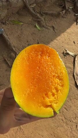 A hand holds a mango half, exposing the ripe, orange flesh. The mango has a slight green exterior. The background is a sandy, dirt surface interspersed with small leaves and twigs, and a hint of tree roots. Sunlight illuminates the scene, creating shadows and highlights on the mango and ground.