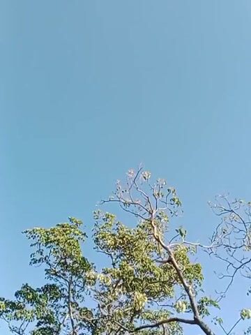The video captures a low-angle view looking up at the sky. The sky is a clear, uniform light blue, with no clouds visible. In the foreground, the branches of two trees are visible against the sky. The tree on the left is mostly covered in green leaves, appearing full and healthy. The tree on the right is much sparser, with only a few small clusters of leaves remaining on its bare branches. The branches are dark brown and twist upwards and outwards. The overall impression is one of looking up through the canopy of trees on a bright, clear day.