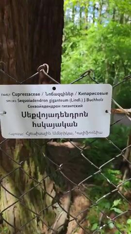 The video shows a close-up of a tree trunk in a forest setting. A sign identifying the tree as Sequoiadendron giganteum is attached to a wire fence surrounding the tree. The camera pans upward to reveal two tall trees with the green foliage of other trees visible in the background. Sounds of children can be heard. The sky is visible through the branches of the trees.