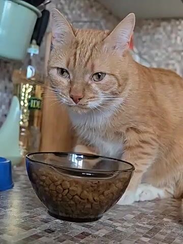 A ginger cat is eating from a bowl of cat food. The cat is sitting on a countertop in what appears to be a kitchen. The bowl is made of dark glass and is full of kibble. The cat is dipping its head into the bowl and eating the food. In the background, there are bottles and utensils on shelves. The countertop is speckled brown and gray. The lighting is natural and appears to be coming from a window or overhead light.