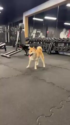 A Shiba Inu dog walks in a gym. The floor is covered in black foam tiles. There are exercise machines and racks of dumbbells in the background. The dog walks towards the camera with its tongue hanging out, then turns to the left. A person says, "Come to me."