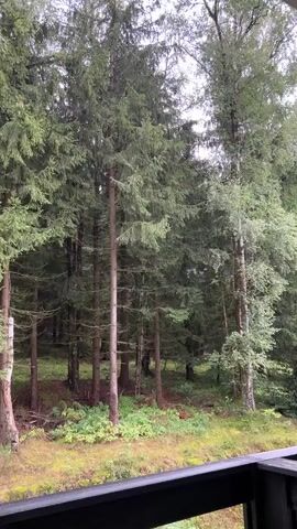 This video shows a view of a forest from a balcony or porch. The forest is dense with tall evergreen trees and some deciduous trees. The ground is covered with moss, grass, and fallen leaves. The sky is overcast, suggesting it may be a cloudy or rainy day. In the foreground, a black railing of the balcony or porch is visible. There are no people or animals visible in the video. The camera is static, and the video appears to be a short, continuous shot.