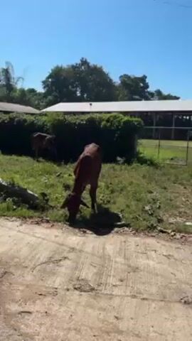 The video shows two brown cows grazing in a grassy area next to a cracked concrete surface. The cows are the main focus of the shot, with one positioned closer to the viewer and the other further in the background. The cows are actively eating grass. Behind the cows, there is a dense green hedge and a building with a white roof and open sides, possibly a barn or stable. A metal fence separates the cows from the building. The sky above is clear and blue, suggesting a sunny day. The ground is patchy with grass and bare earth.