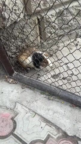 A guinea pig is behind a wire fence. The guinea pig is tricolored with brown, black, and white fur. The ground is concrete with some debris. The background is a rough stone wall. The camera is held steady.