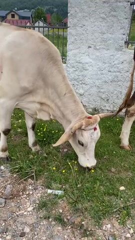 A light-colored cow with small horns, adorned with a rope and red tassels on its forehead, is seen outdoors in Korita, Montenegro. The cow is grazing on green grass dotted with small yellow flowers, located next to a white wall. In the background, distant houses and a fence are visible. A person's hand in a red sleeve approaches the cow, gently petting and rubbing its nose and snout. The cow continues to chew cud while being petted, appearing calm and docile. The scene is brightly lit, indicating daytime.