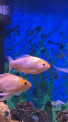 Orange goldfish observed swimming in decorated aquarium in Netanya