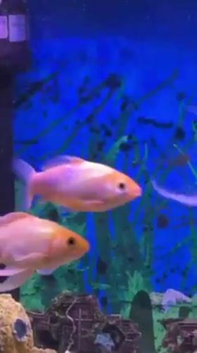 Orange goldfish observed swimming in decorated aquarium in Netanya