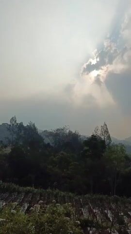 The video shows a panoramic view of a rural landscape under a cloudy sky with the sun peeking through. In the foreground, there are rows of crops, possibly vegetables, with some white flowers or plants interspersed. Beyond the crops, a dense forest stretches across the midground, with various trees of different heights and foliage. The background features rolling hills and mountains, partially obscured by haze or mist, indicating a vast, natural environment. The lighting suggests it is either sunrise or sunset, with soft light filtering through the clouds and casting a gentle glow on the scene. The overall atmosphere is serene and natural.