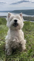 West Highland Terrier photographed near river view in Russia