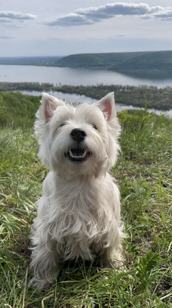 West Highland Terrier photographed near river view in Russia
