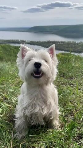 A West Highland White Terrier sits in a patch of grass, looking directly at the camera. In the background, there is a view of a body of water with green hills in the distance. The dog sits still while an unseen person commands it to sit and give paw. The dog then licks its nose.