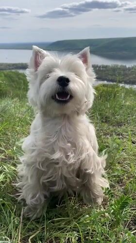 West Highland Terrier photographed near river view in Russia
