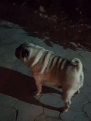 Domestic animals observed during evening hours in Almaty residential areas