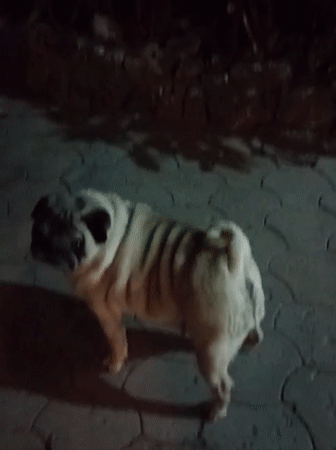 Domestic animals observed during evening hours in Almaty residential areas