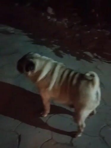 Domestic animals observed during evening hours in Almaty residential areas