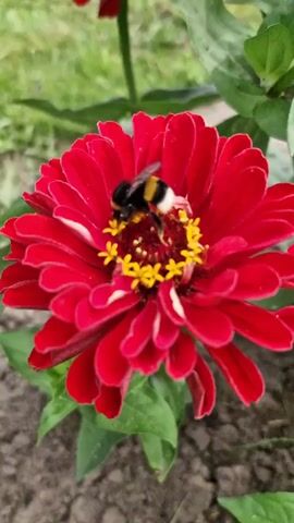 A close-up video shows a bumblebee on a bright red zinnia flower. The bumblebee, with its black and yellow stripes, is positioned in the center of the flower, interacting with the yellow stamen. The zinnia has many petals that are layered and slightly curled. Green leaves are visible in the background and around the base of the flower, and the ground appears to be soil or dirt. The camera angle is slightly from above, focusing on the bee and the flower.