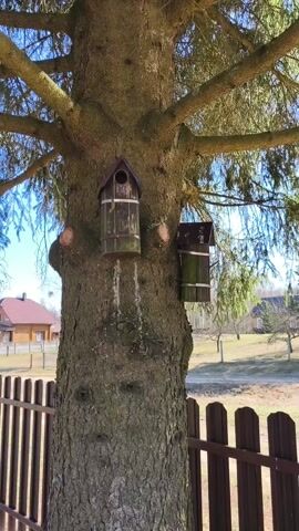 The video shows a large tree with two birdhouses attached to its trunk. The tree is surrounded by a brown wooden fence. Behind the fence, there is a field and a house with a red roof. The sky is blue and visible through the branches of the tree.