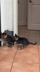 Tabby kittens filmed playing indoors in Coquitlam home