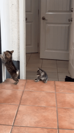 Tabby kittens filmed playing indoors in Coquitlam home