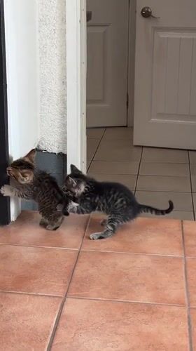 Tabby kittens filmed playing indoors in Coquitlam home