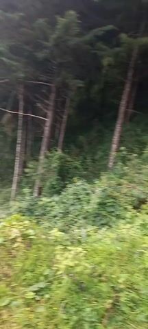 The video starts with a view of a densely vegetated hillside sloping downhill towards tall, thin trees. The camera then pans quickly to the right to show the view from the hilltop of a valley shrouded in fog and mist. In the distance, through gaps in the fog, you can make out a few white houses and some green slopes. Trees are visible in the foreground.