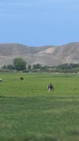 The video shows a wide green field under a bright blue sky with a few scattered trees and hills in the background. Several horses and cows are grazing in the field. The camera perspective is from a moving vehicle, creating a slight blur effect.