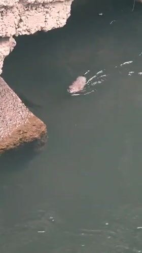 Muskrat and shorebird spotted along a Krasnoyarsk waterfront