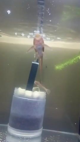 A fish tank viewed from below a fish. The fish is light brown with a long tail. It is swimming near a clear plastic container with a white lid and something dark inside. There is a black object sticking out of the container. Bubbles are rising in the water.