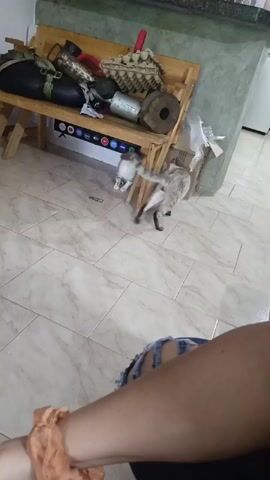 A video shows two cats on a tiled floor near a wooden bench cluttered with various items. One cat is light gray with darker tabby markings and is crouched down looking towards the camera. The other cat is a lighter gray and white color and is positioned further back, also appearing to look towards the camera. Behind the cats, the wooden bench holds items such as an egg carton, a black bag, and cylindrical objects. A person's legs, wearing ripped denim shorts, are visible in the foreground. The environment appears to be indoors, possibly a home, with tiled flooring and a large concrete-like structure in the background.