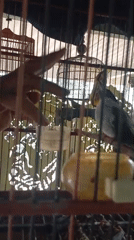 Everyday rural life at a Ketepung homestead — animals, birds, and downtime.