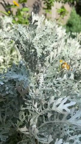A close-up shot focuses on the fuzzy, silver-green leaves of a dusty miller plant. Small, yellow flowers with brown centers are visible nestled among the foliage. The background is softly blurred, showing hints of green foliage and a hint of yellow, suggesting an outdoor garden setting. The lighting appears to be natural daylight, creating a soft, dappled effect on the plant's leaves. No people or animals are visible in the frame.