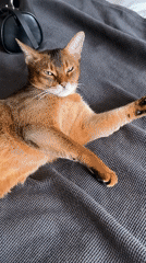 Cat napping on a grey blanket in a Moscow bedroom