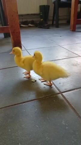 Two bright yellow ducklings walk across a tiled floor. They are side-by-side, with the duckling on the right slightly behind the duckling on the left. The ducklings are walking towards the left of the frame, under a wooden table. The floor is made of large, dark gray tiles. In the background, there is a wooden table leg, a radiator, and several pairs of shoes and boots. The lighting is natural and appears to be from an overhead source.