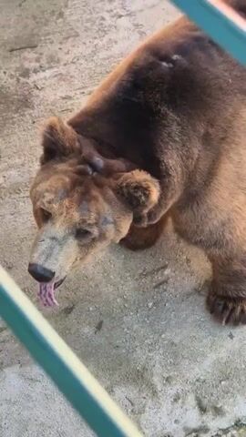 The video shows a brown bear pacing within an enclosure, as seen through a green metal fence. The bear has a mottled face and patches of lighter fur on its head and shoulders. The ground in the enclosure is concrete. The bear sticks its tongue out briefly. A child can be heard speaking in the background.